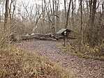 Ócsai láperdő-3