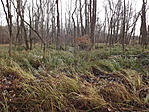 Ócsai láperdő-5