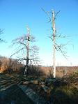 Barlang közelében