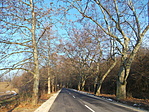 Platánsor