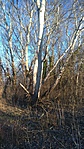 Nagy nyárfa