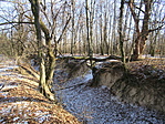 IMG_6519