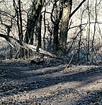 Káposztásmegyer Farkas-erdő 2022.02.09 (2)