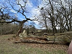 IMG_5842