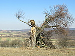 IMG_8063