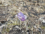 Leánykökörcsin (Pulsatilla grandis) a kopjafánál
