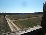 Szőlő
