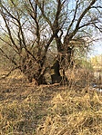 IMG_6600