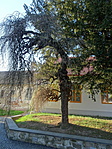 DSC06286