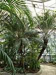 Trópusi- és pálmaház