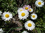 Százszorszép (Bellis perennis) a Halas-tó partján