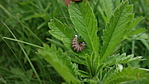 DSC02041