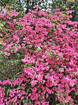 IMG_20220514_172750