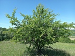 -5