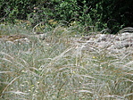 P5215777