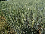 IMG_20220604_142700