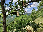 Asztal-koi szobor