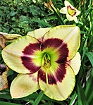 Hemerocallis ‘Custard Candy’- sásliliom