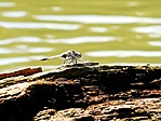 pihenő helikopter