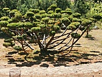 IMG_20220725_101156