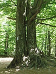 P7276296