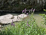 IMG_4453