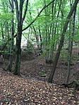 IMG_0242