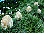 Tobozok