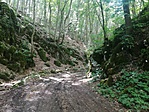 Tohonya