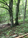 IMG_7253