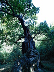 J14_4446