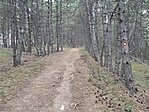 Árnyas turistaút