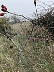 IMG_3335