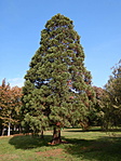 Mammutfenyő