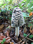 image (3)