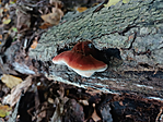 image (4)
