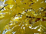 GCOHGY_13 (5)