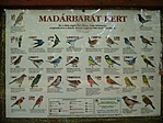 Madárbarát kert