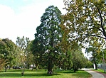 Mammutfenyő