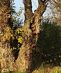 GCOSAR_IMG_20221104_094018