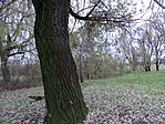 Fűzfa - Fenyő -Mogyoróbokor