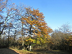 IMG_3181