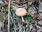 IMG_20221101_105005