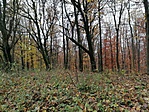 IMG_20221119_105418