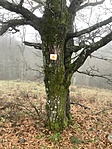 rejtekadó fa