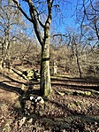 IMG_3421