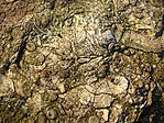 IMG_1761