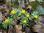 Téltemető (Eranthis hyemalis)