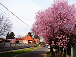 Tavasz