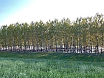 IMG_4476